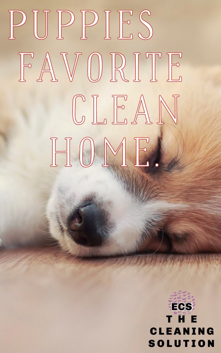 vacation home cleaning approved by puppies